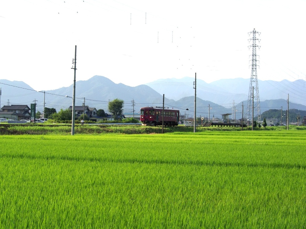 のどかな関市内の田園風景。長良川鉄道の赤い車両が緑の田んぼに映えます。