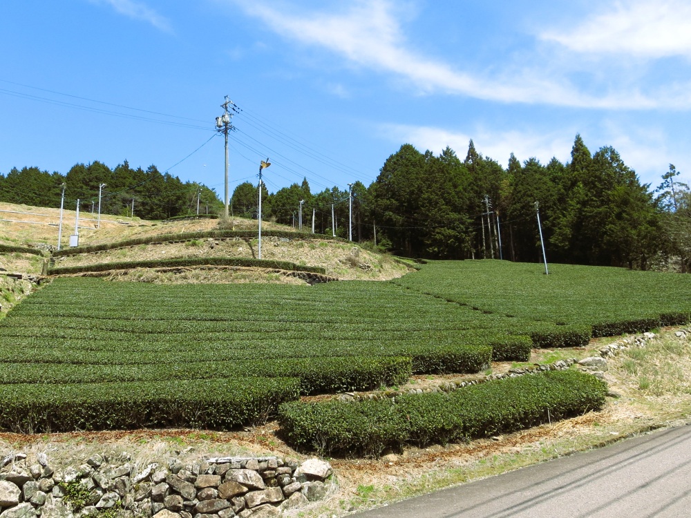 白川町のお茶畑。ラベルの女性のスカートに似ていませんか？