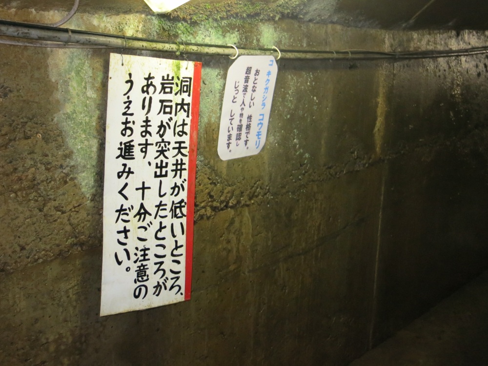 足下は安全ですが、頭上は注意が必要です。コウモリに遭遇することも！