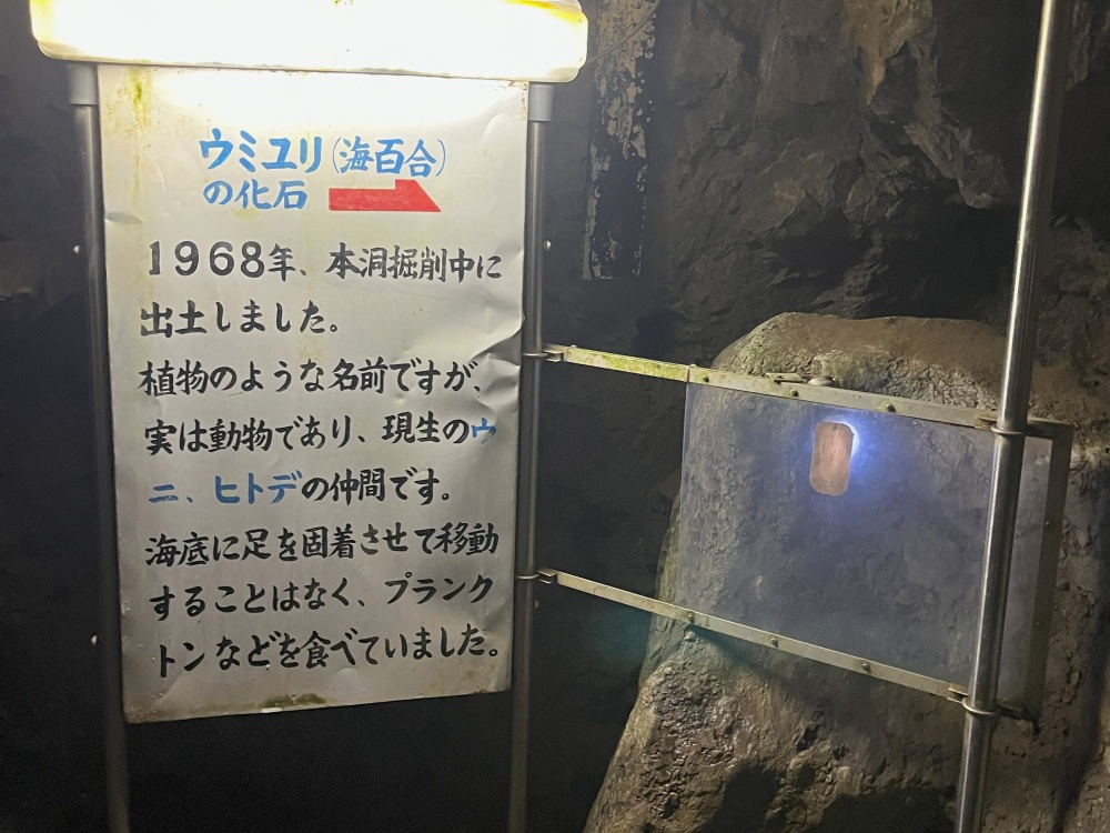 2億～2.5億年前に生きていた「ウミユリ」の化石