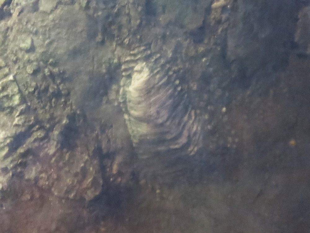 関ケ原が大昔は海だったなんて！