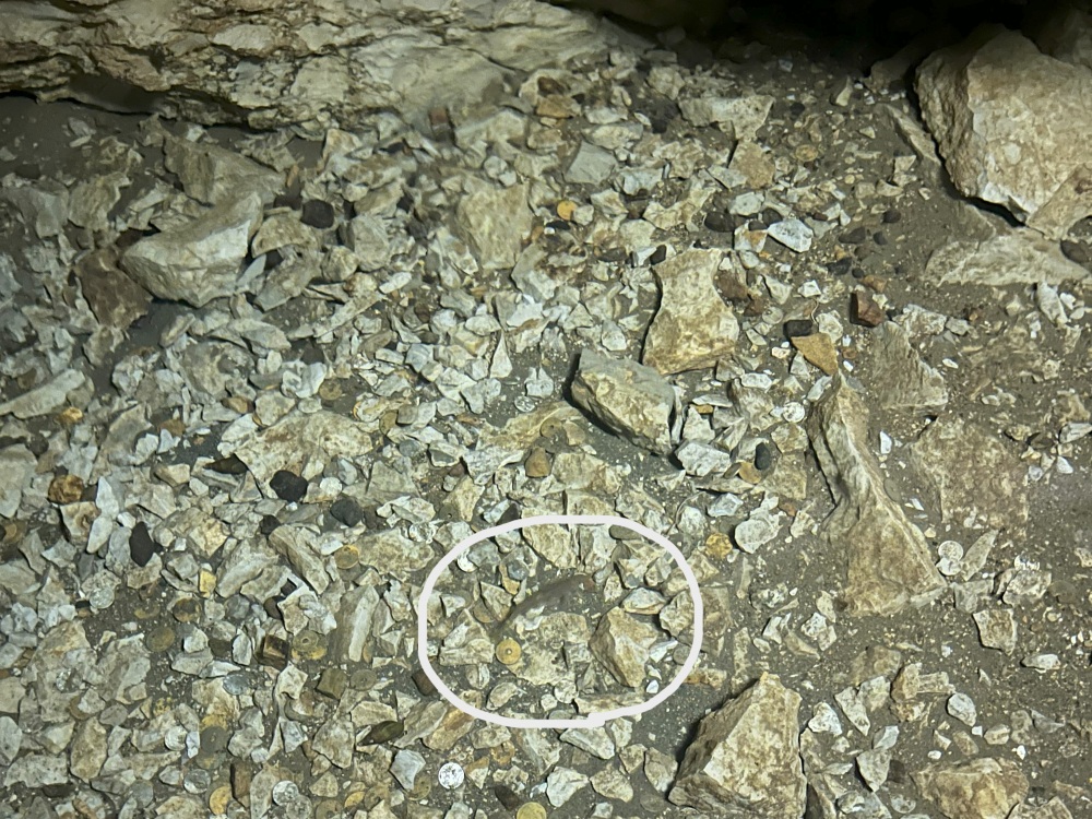 泳いでいる小さなニジマスの姿、見えますか？