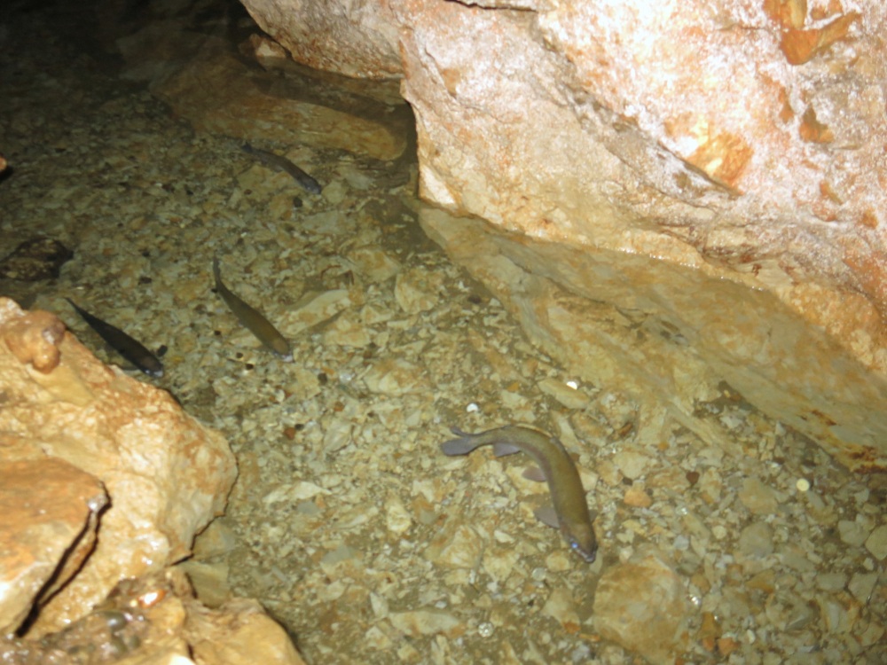 写真左上に出口があります。ニジマスは皆、水の流れに逆らって泳いでいました。
