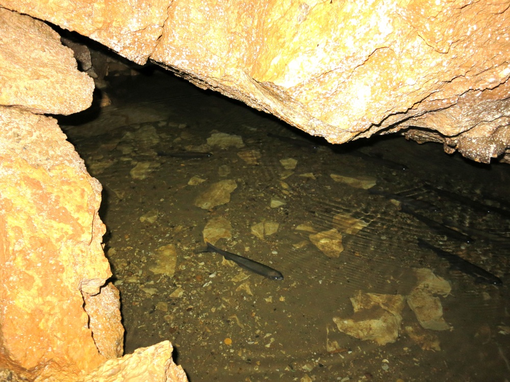 ニジマスをたくさん見つけると大人だってうれしい！