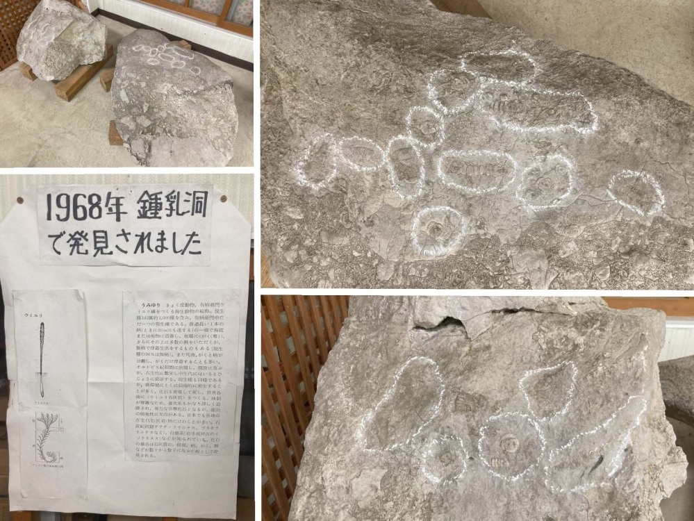 店内奥に展示されていた化石