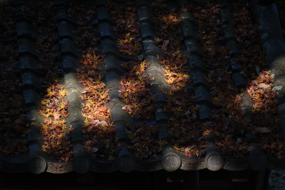 散りゆく紅葉を光のスポットライトと切り取って