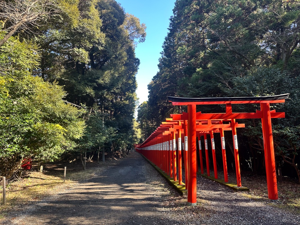 境内の南宮稲荷神社に続く千本鳥居の両側にはたくさんの椿が