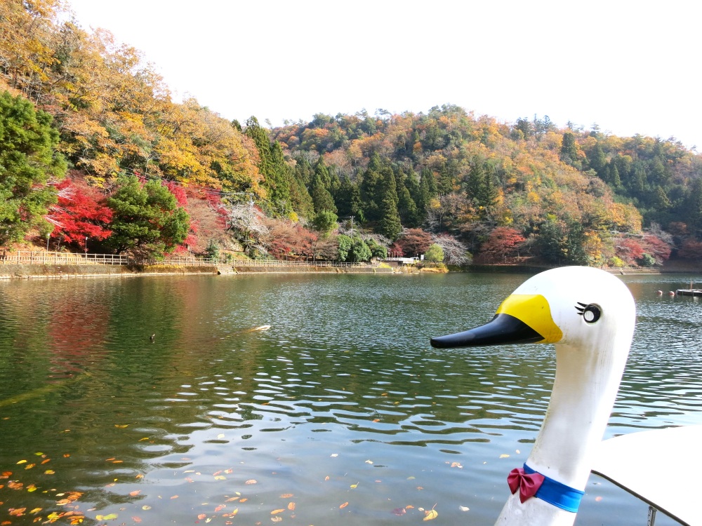 スワンボートが歓迎!