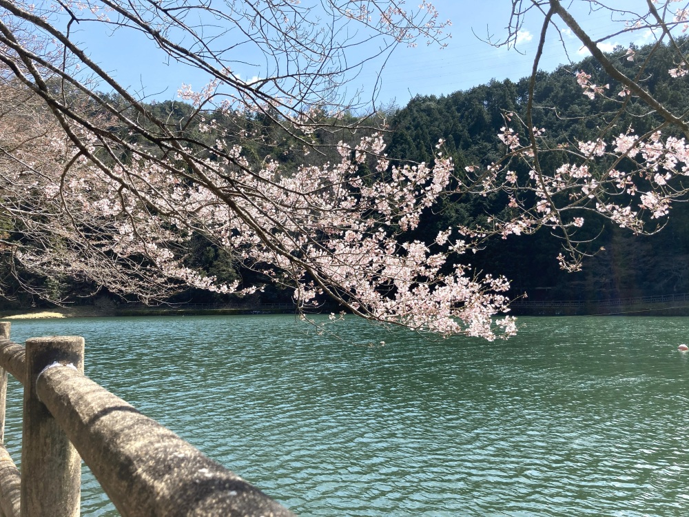 桜の季節