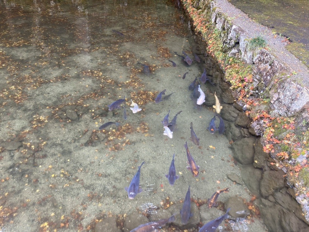 池では優雅に鯉が泳いでいました。