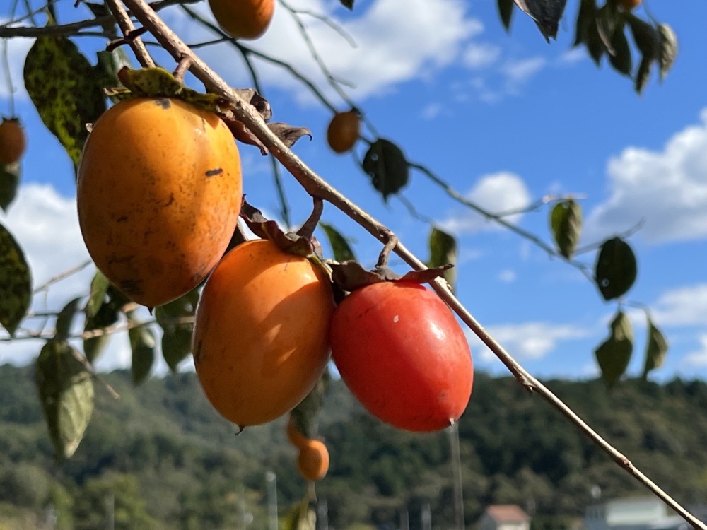 写真提供:柿BUSHI