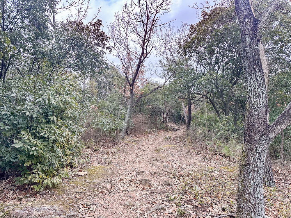 登山道は整備されていて歩きやすい