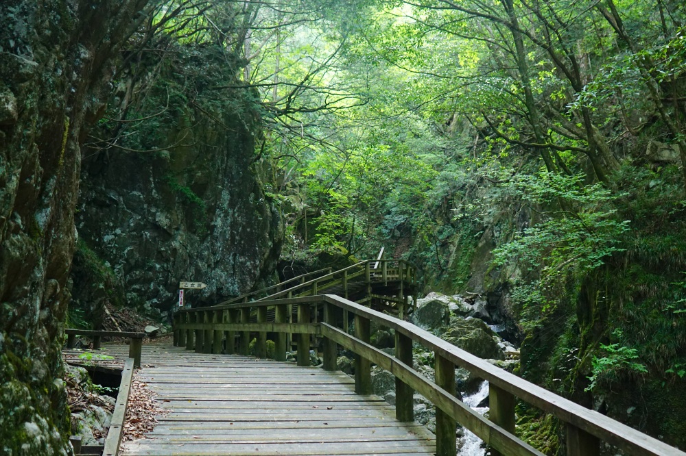 森林浴回廊と呼ばれる木道の道が続く