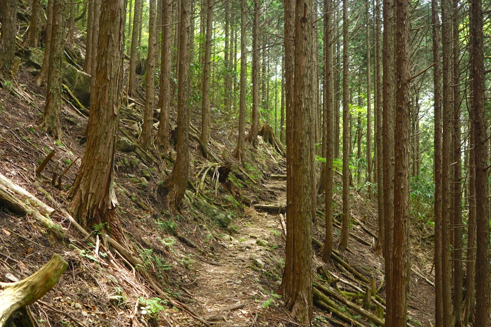 歩きやすい樹林帯の道を使って下山