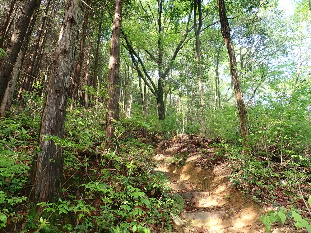 木漏れ日が気持ち良い樹林帯の登り