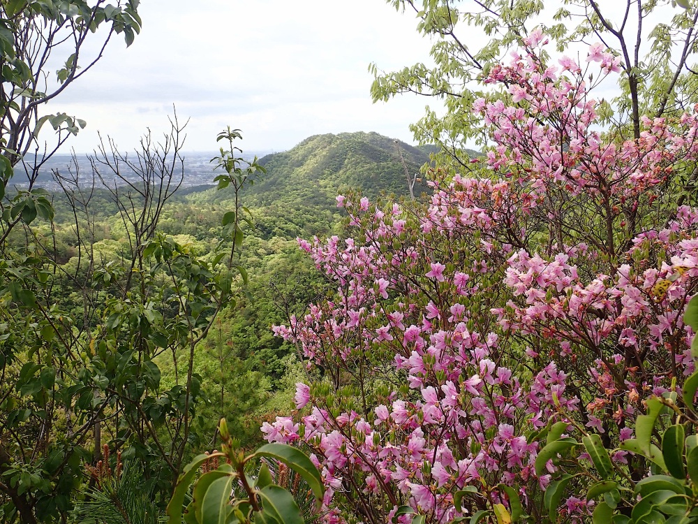 緑とミツバツツジの共演を楽しめる初夏