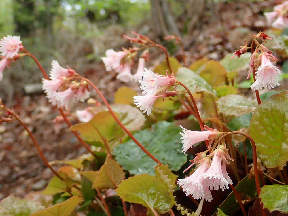 道中で見つけたイワカガミの群落