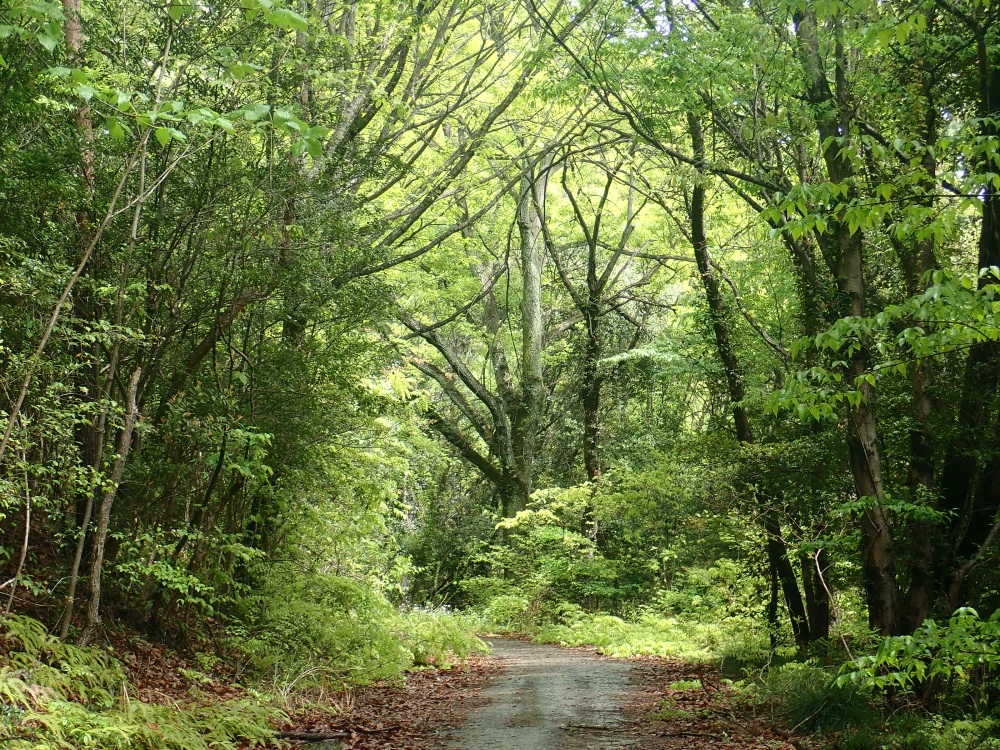 桐谷坂峠の近くで通った緑のトンネル