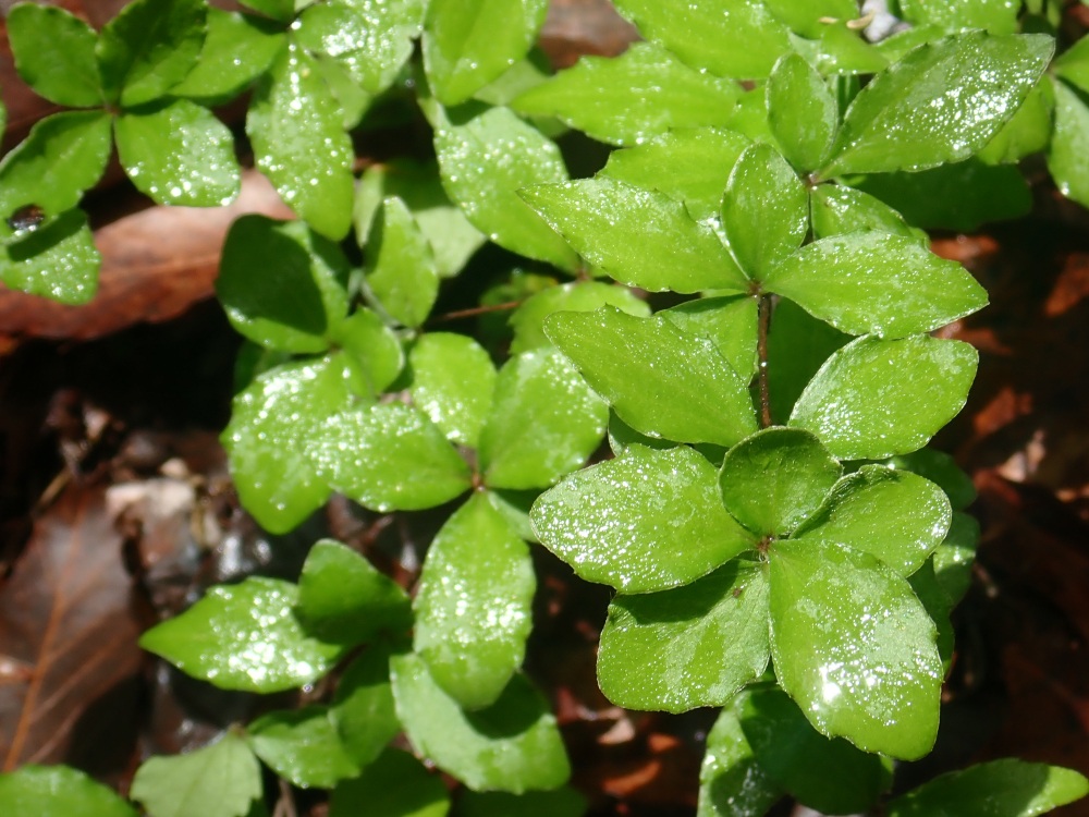 露で濡れた植物も美しい