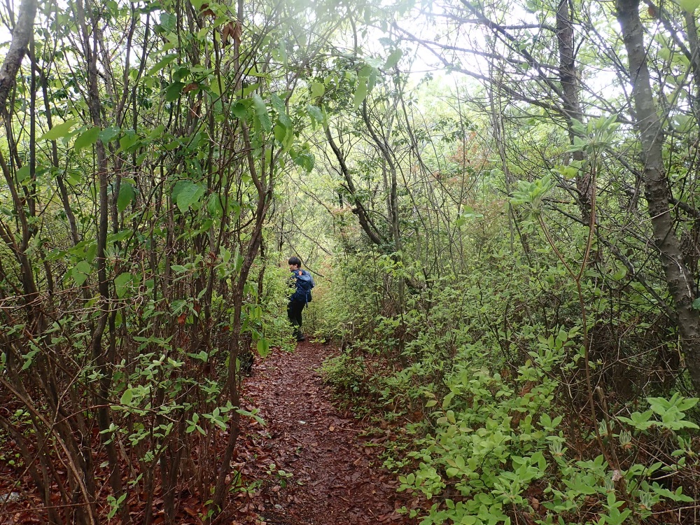 野趣に富んだ静かな登山道を進む