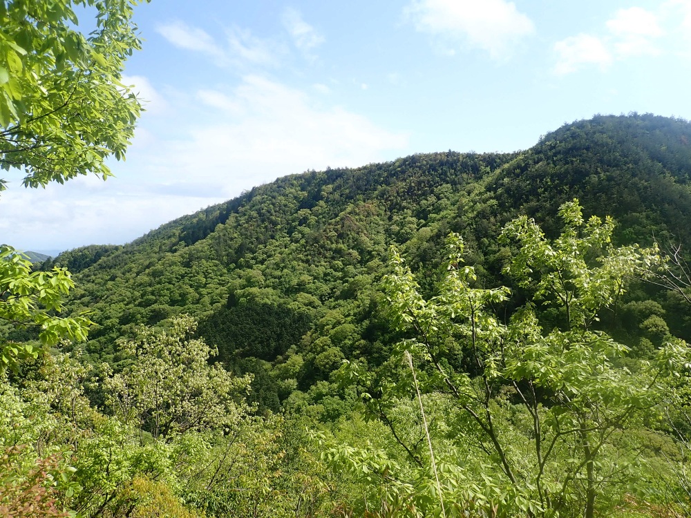 山肌を覆い尽くす緑が美しい