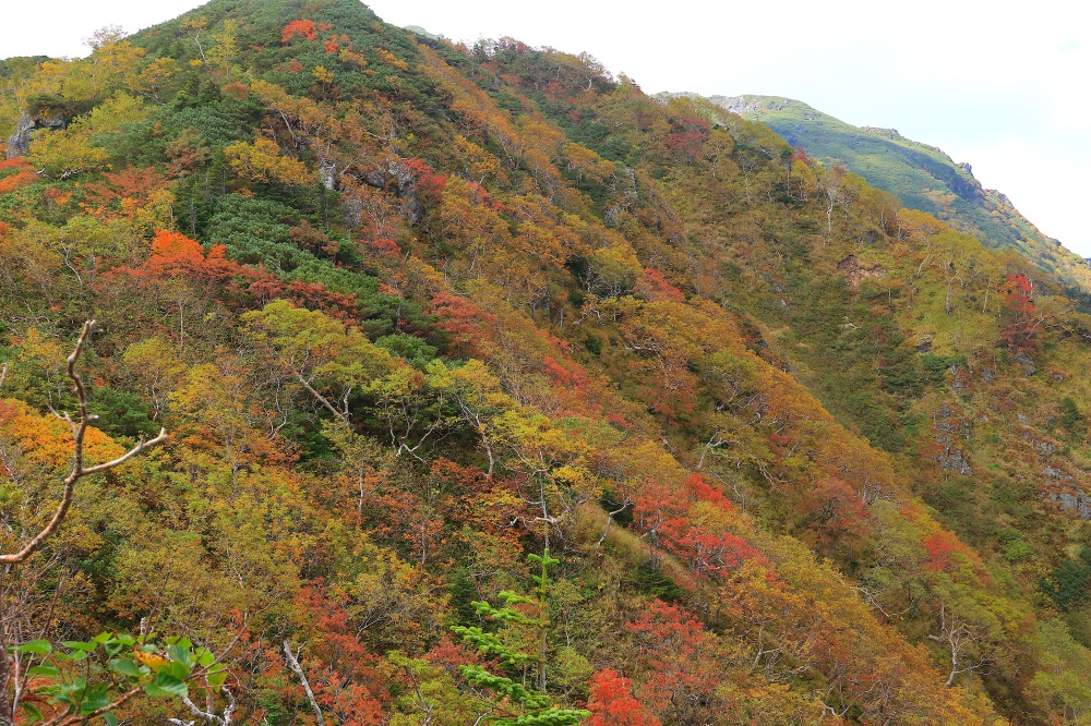 紅葉が織りなすパッチワークのような山肌
