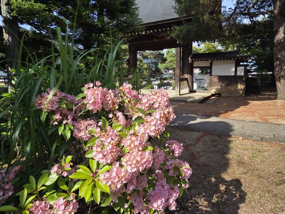 季節のお花が咲いていることも。