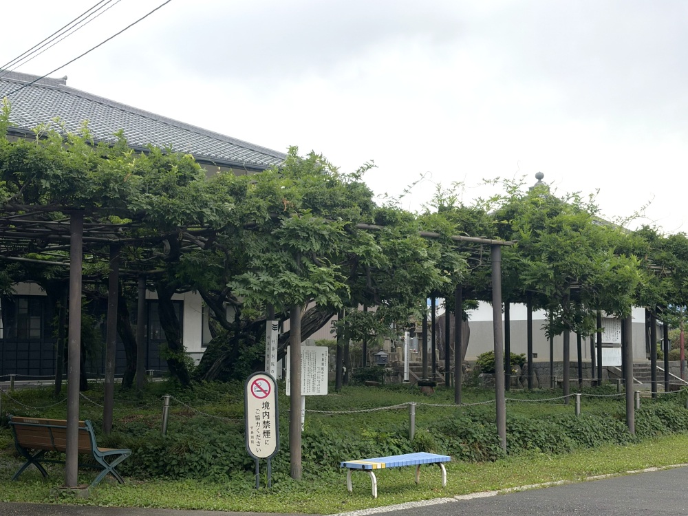 見事なフジのシーズンが一段落したフジ棚　→正面には…