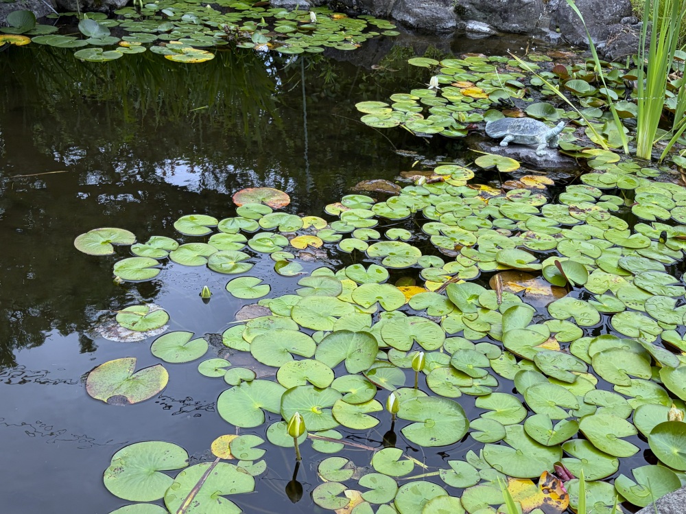境内の池で、ハスのつぼみを発見！　→続いて「八劔神社」へ
