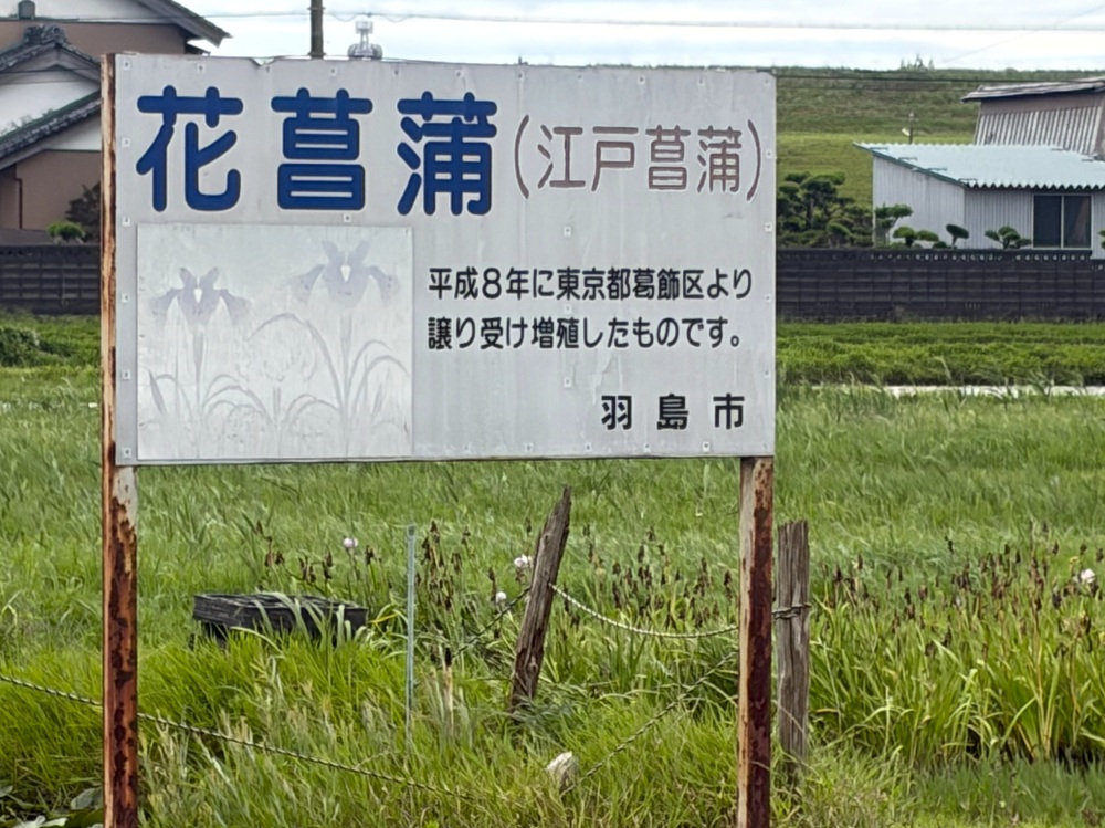 花菖蒲の看板前に2～3台、停めることができる