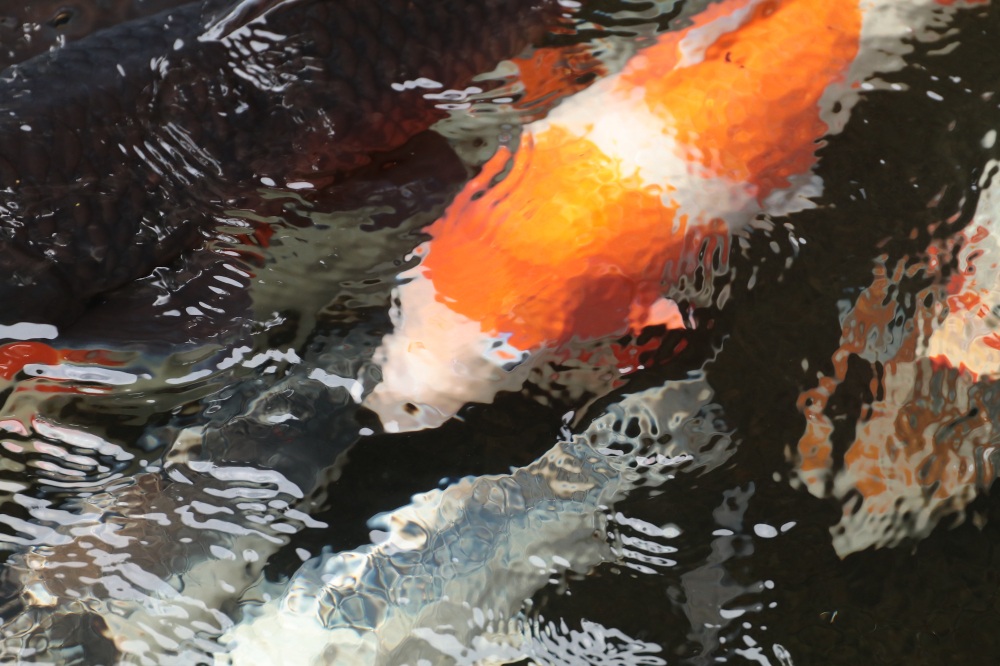 清らかな水路を泳ぐ鯉に、風情を感じる
