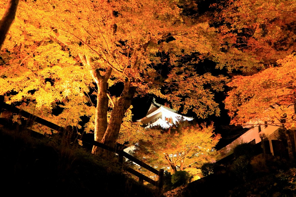 紅葉に包まれ、ライトアップに浮かぶ郡上八幡城