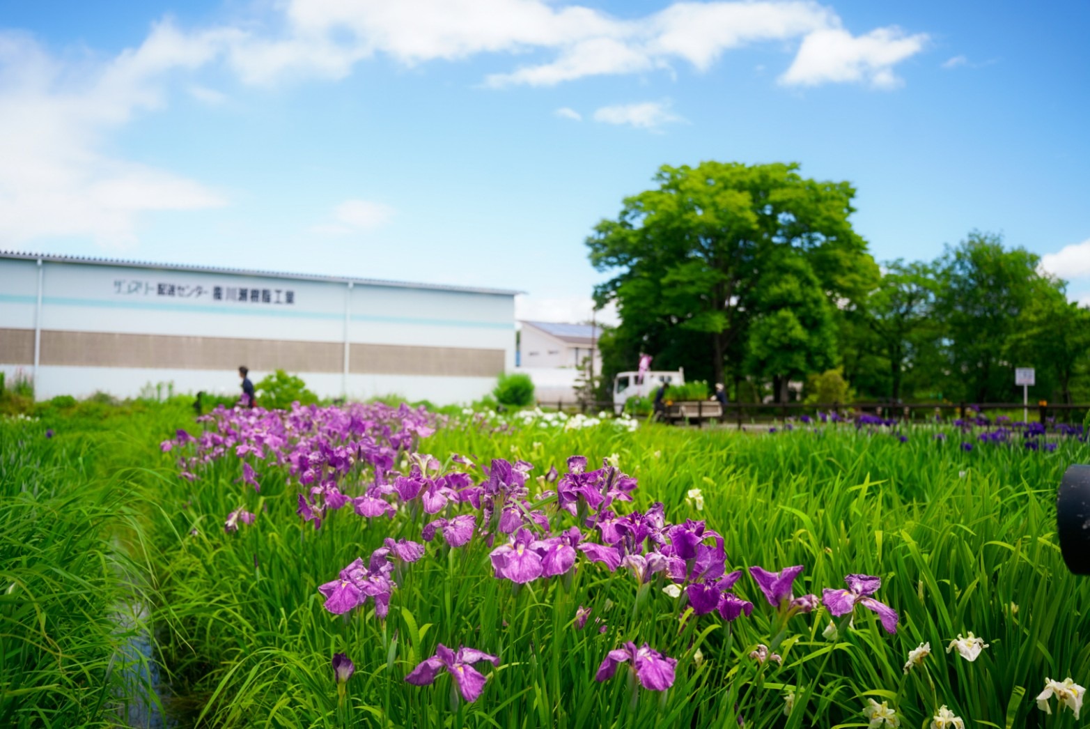 【岐阜県観光ツーリング】大垣市・曽根城公園の花菖蒲を堪能してきました。