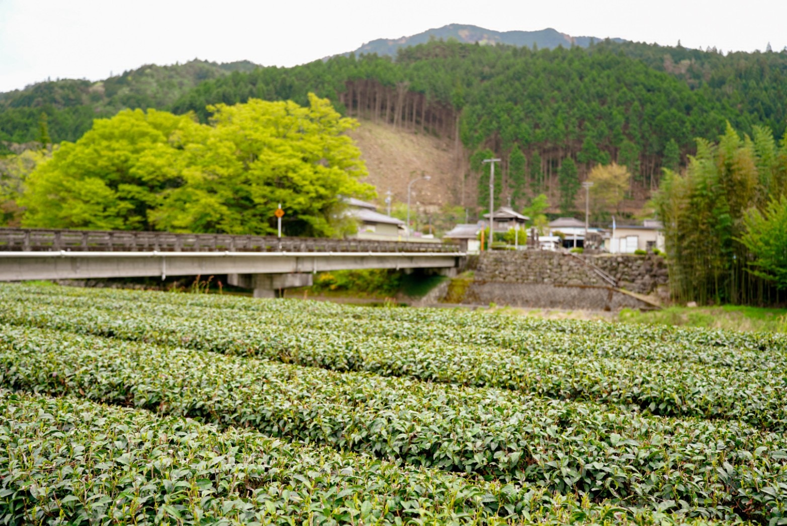 岐阜県・東白川村の美しい風景をみながら道の駅で名産の白川茶を楽しむドライブ