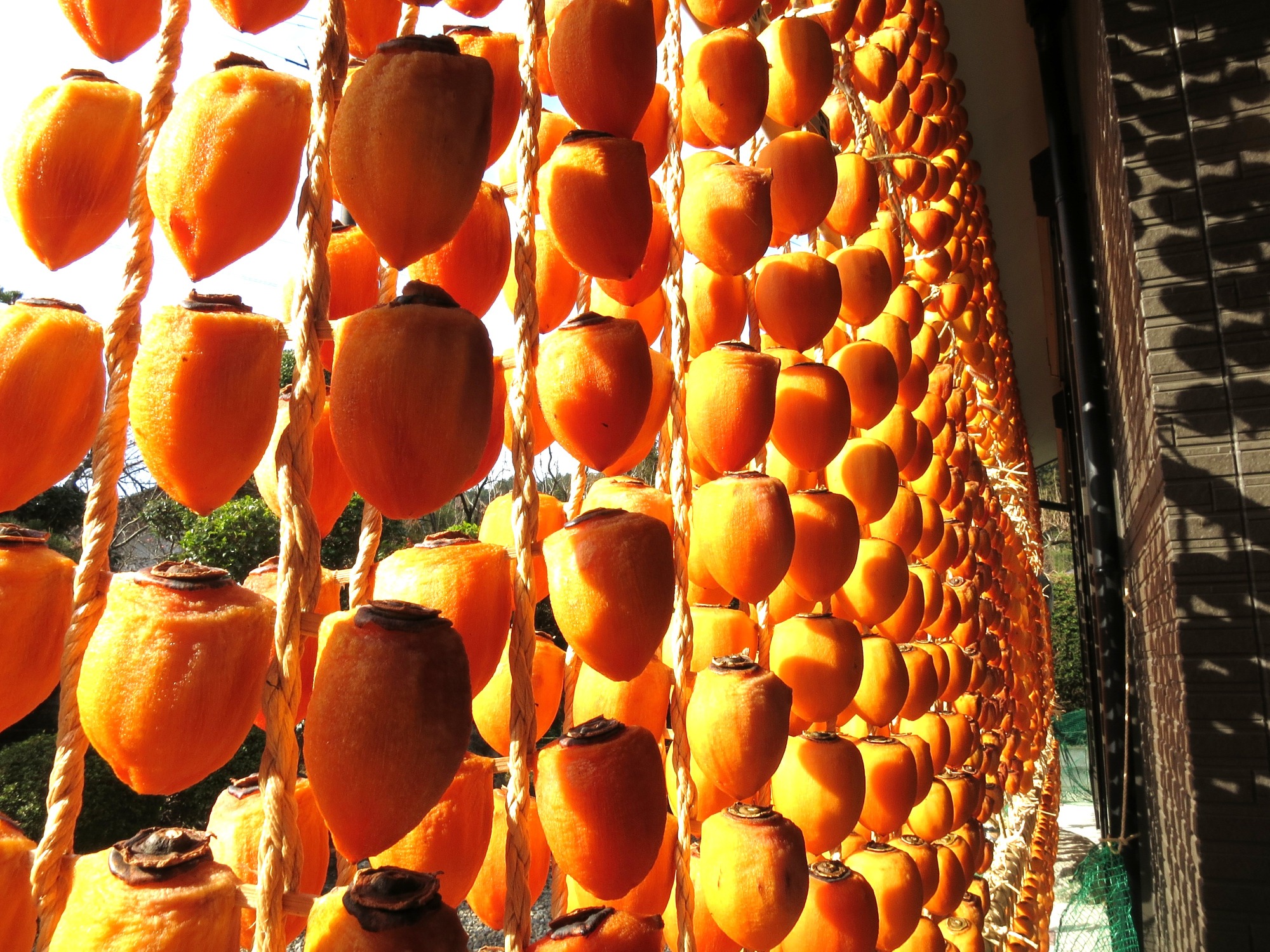 【絶景！】幻の高級ギフト「伊自良大実柿」の連柿を見に、山県市伊自良地区へ