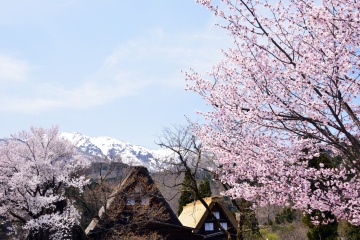 【春の飛騨】春の訪れを感じたら白川郷へ！1泊2日コース