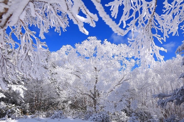 【雪山登山】冬の絶景・霧氷を愛でる山旅！4選