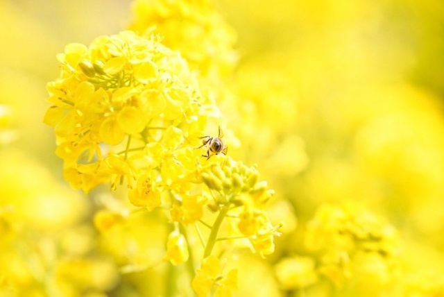 【旅のコラム】ぎふワールド・ローズガーデンへツーリング！春のお花を楽しんできました！