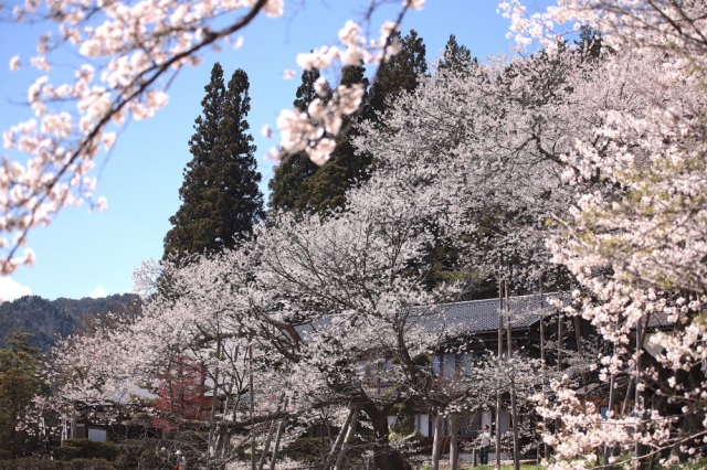 【旅のコラム】これからが見頃！春から夏へ。飛騨の花咲く絶景を巡ろう【4選】