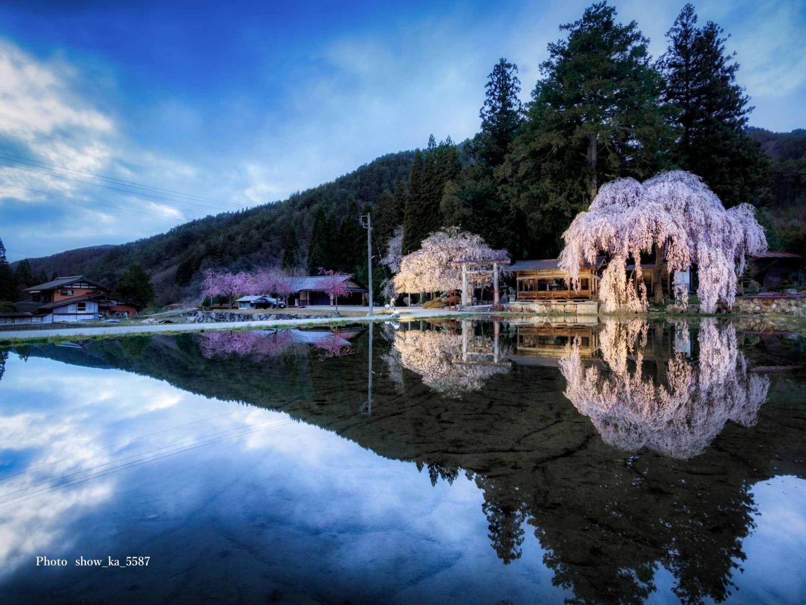 神明神社の桜（高山市朝日町）