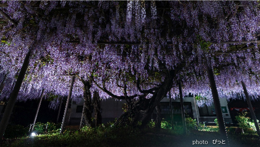 竹鼻別院の藤(羽島市)