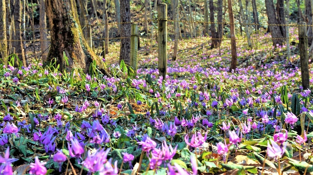 保木山カタクリの里(関市)