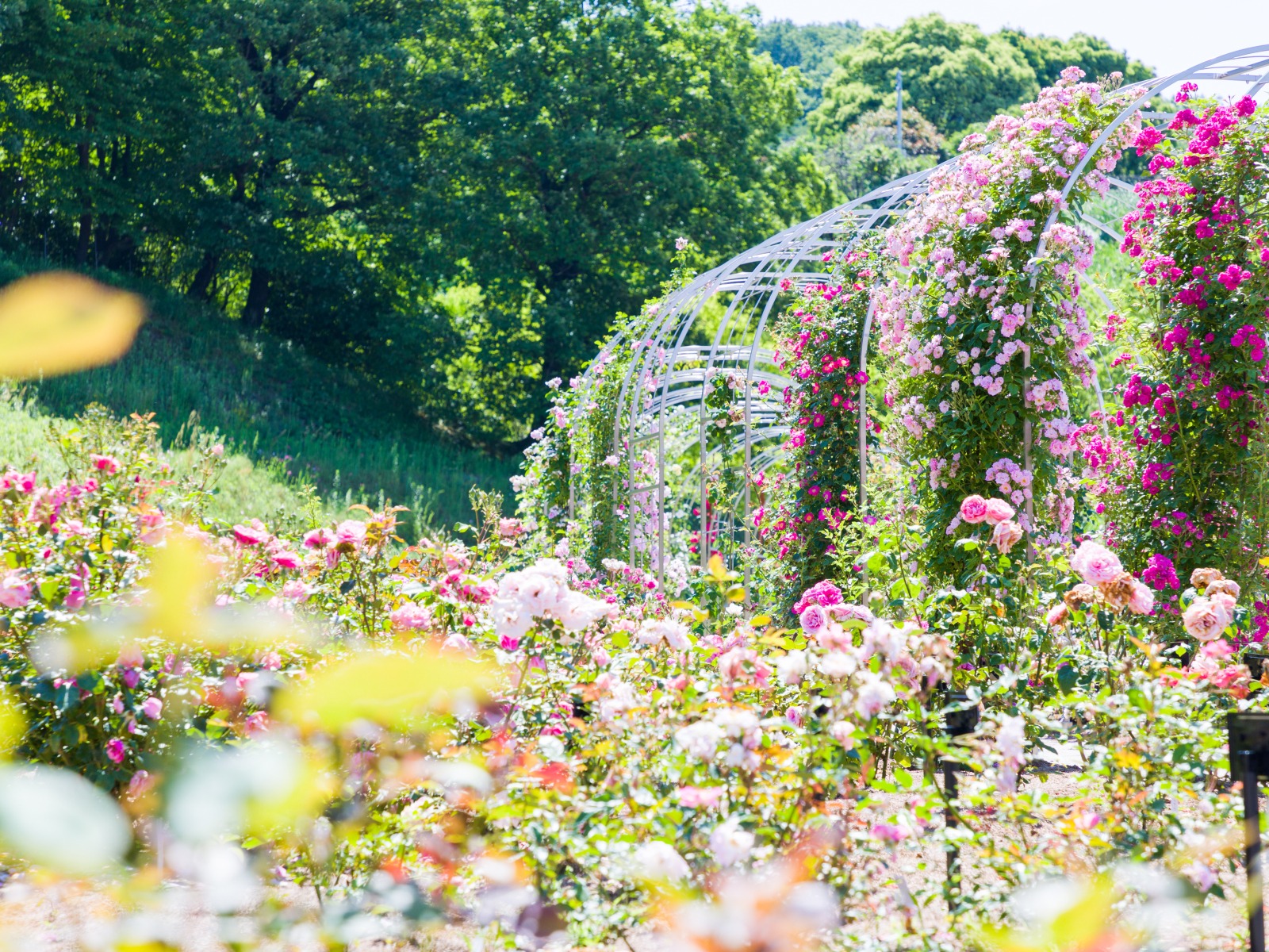 ぎふワールド・ローズガーデン（可児市）