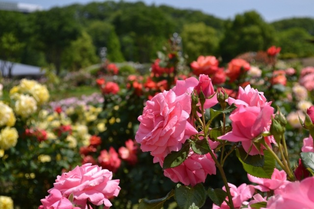 ぎふワールド・ローズガーデン