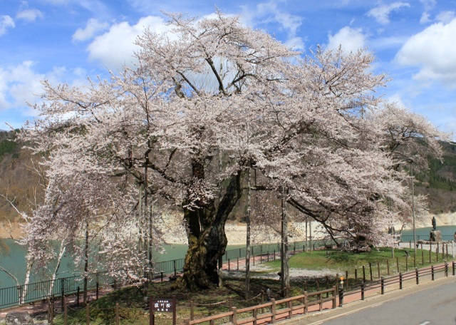 荘川桜