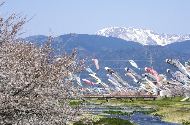 相川鯉のぼり一斉遊泳