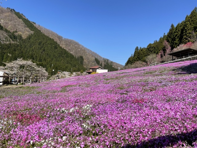國田家の芝桜　