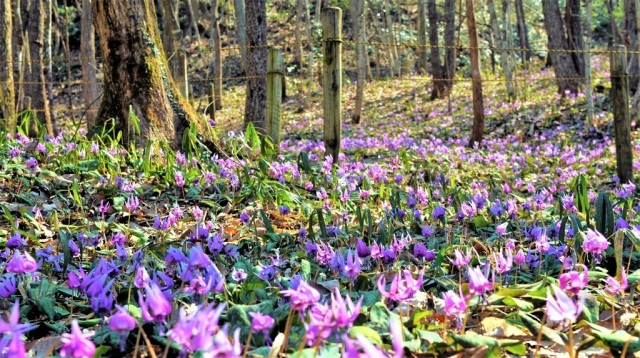 保木山カタクリの里