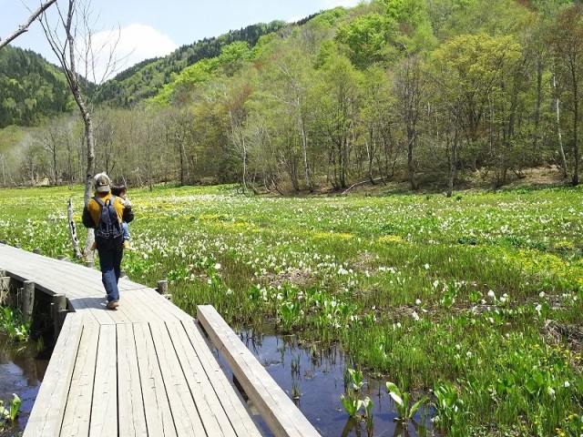 池ケ原湿原