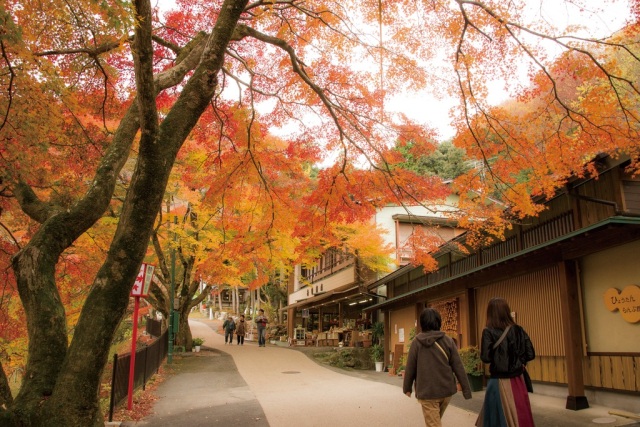 養老公園の紅葉　　